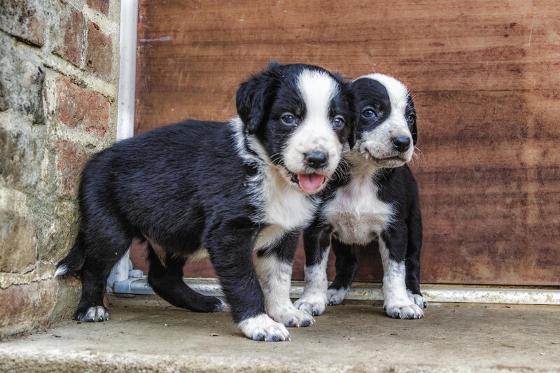 Black and White Puppies — Calm, Photograph
