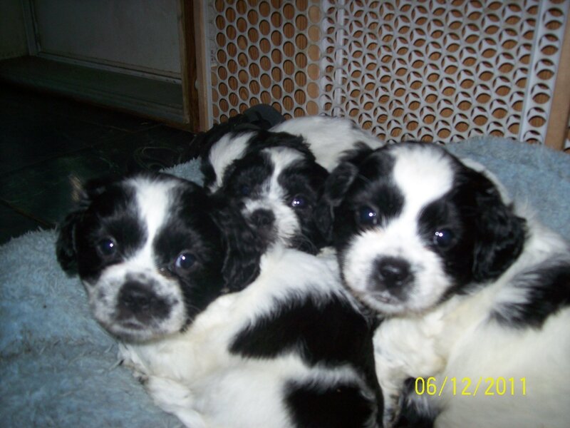 Black and White Puppies — Calm