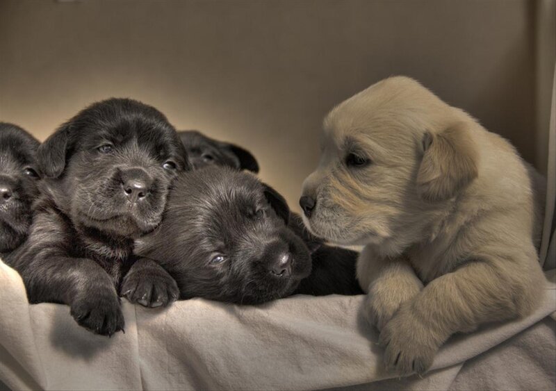 Black and White Puppies — Gray