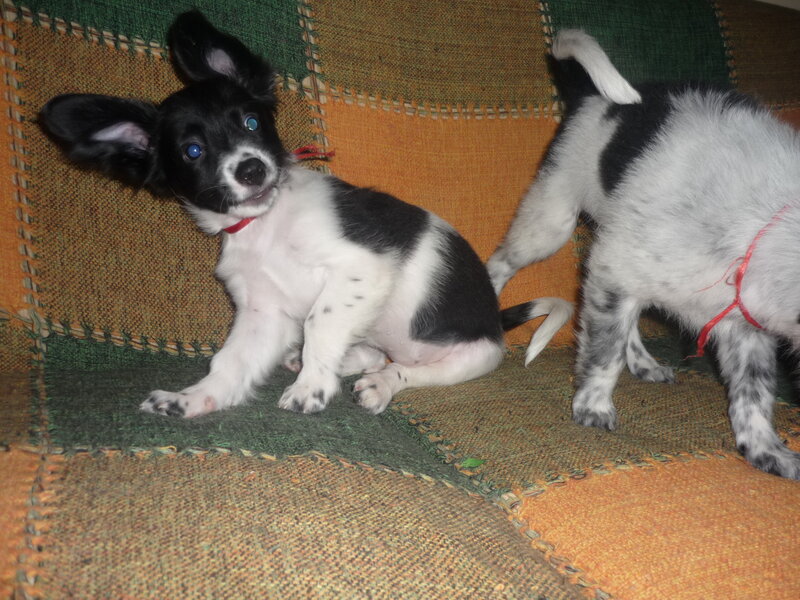 Black and White Puppies — Green