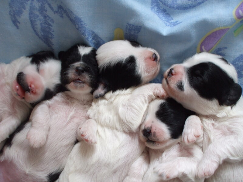 Black and White Puppies — Peaceful