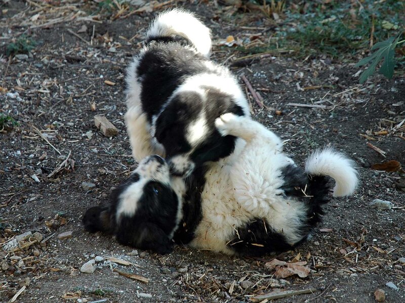Black and White Puppies — Playful