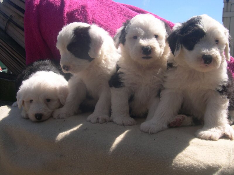 Black-and-white Puppies — White