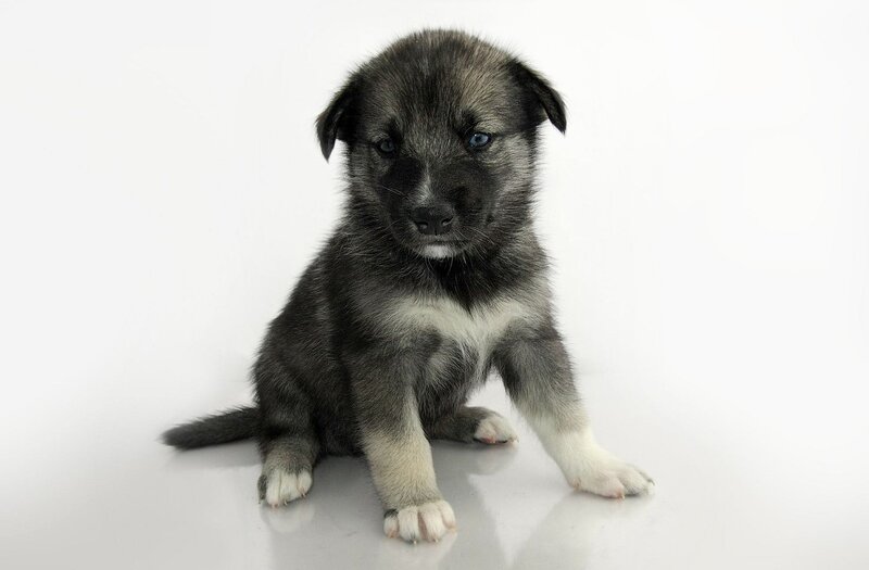 black and white puppy