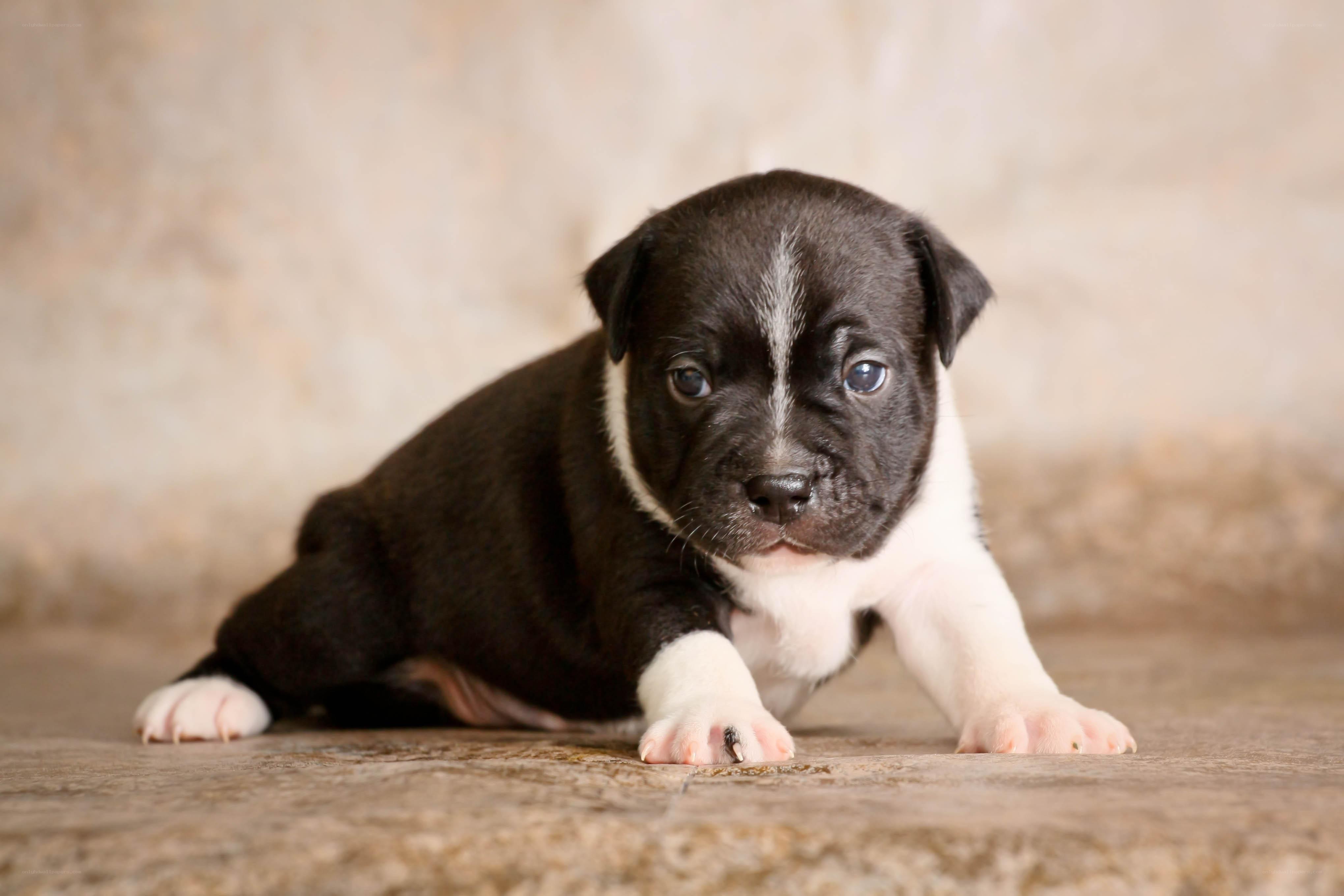 black and white puppy
