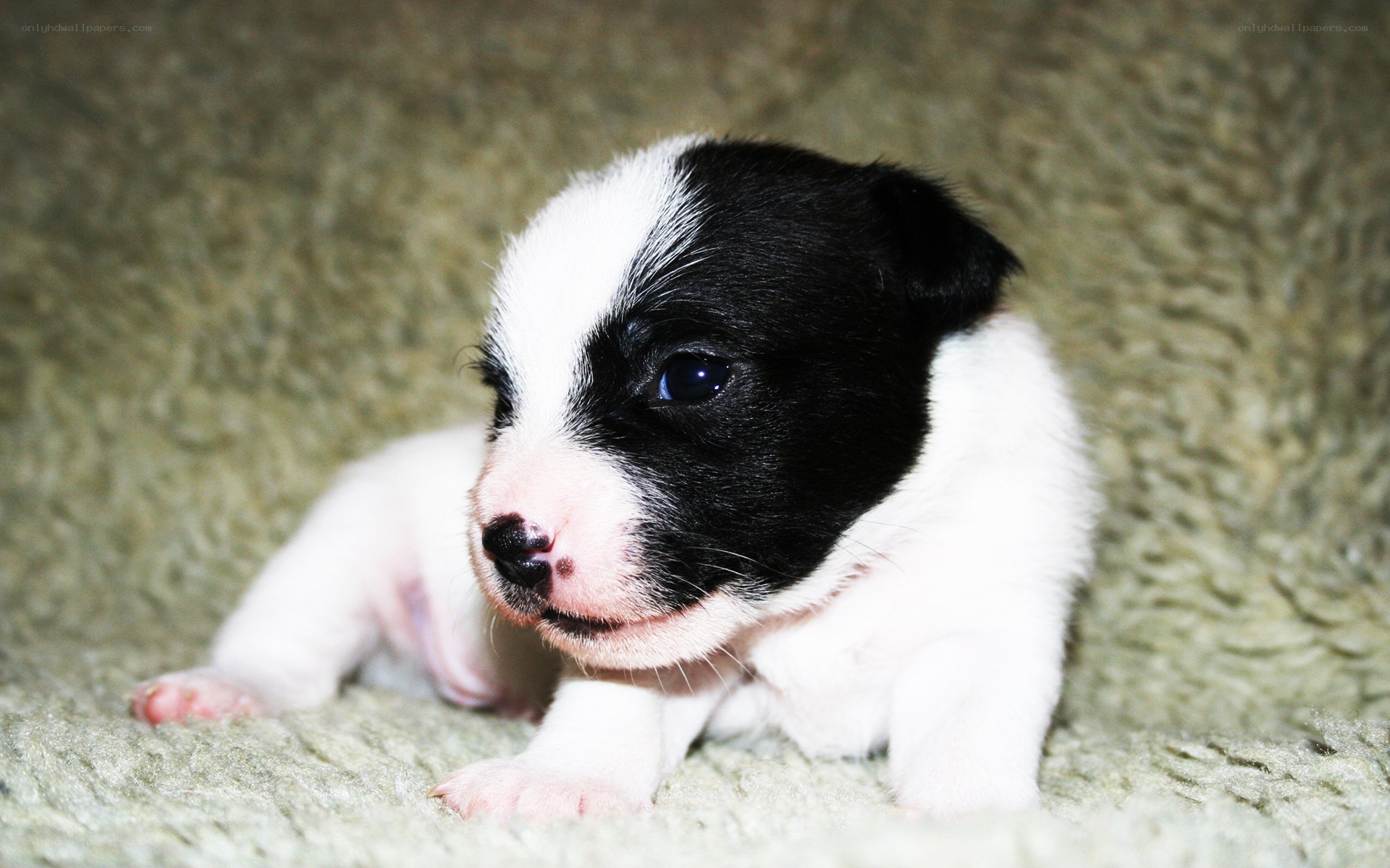 black and white puppy