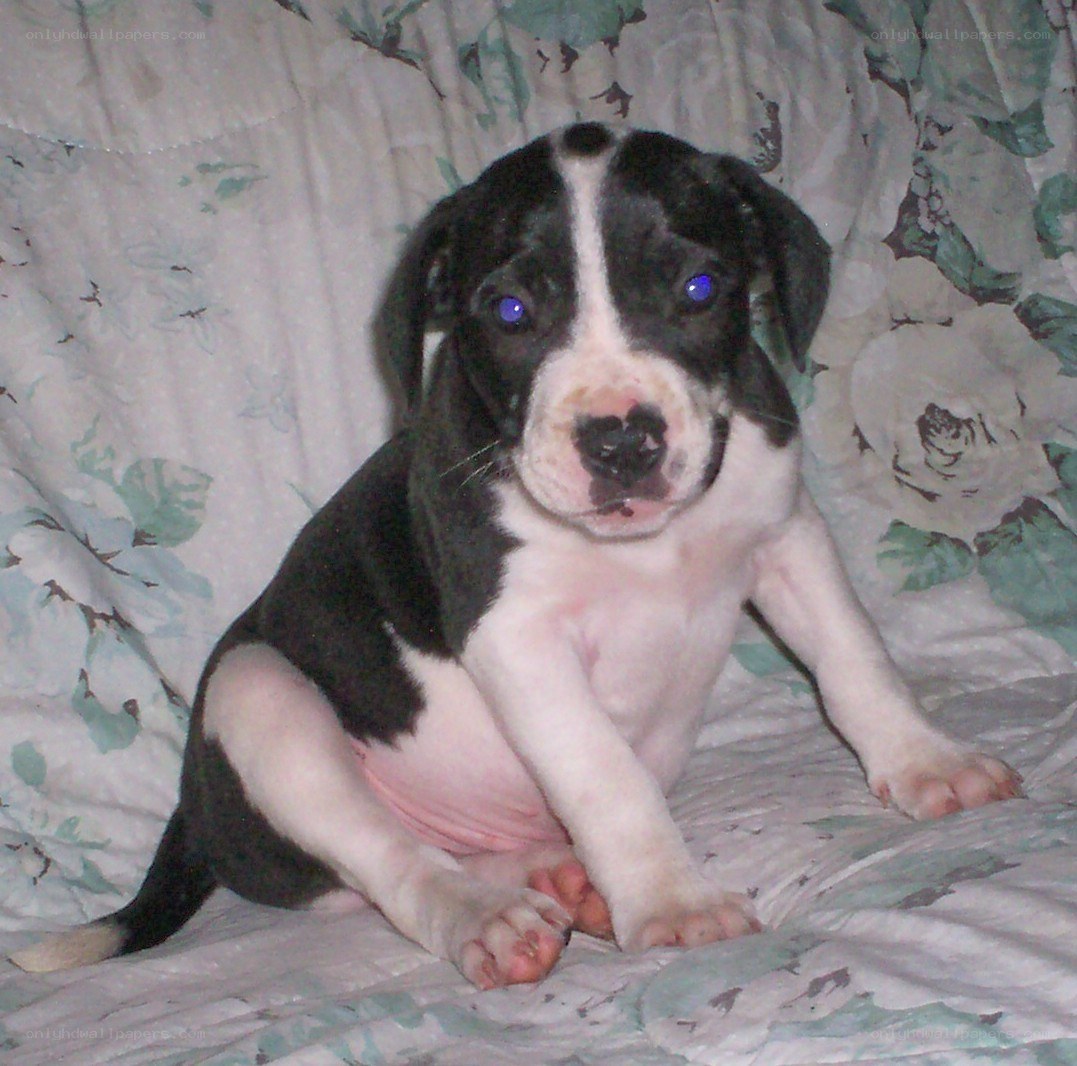 black and white puppy