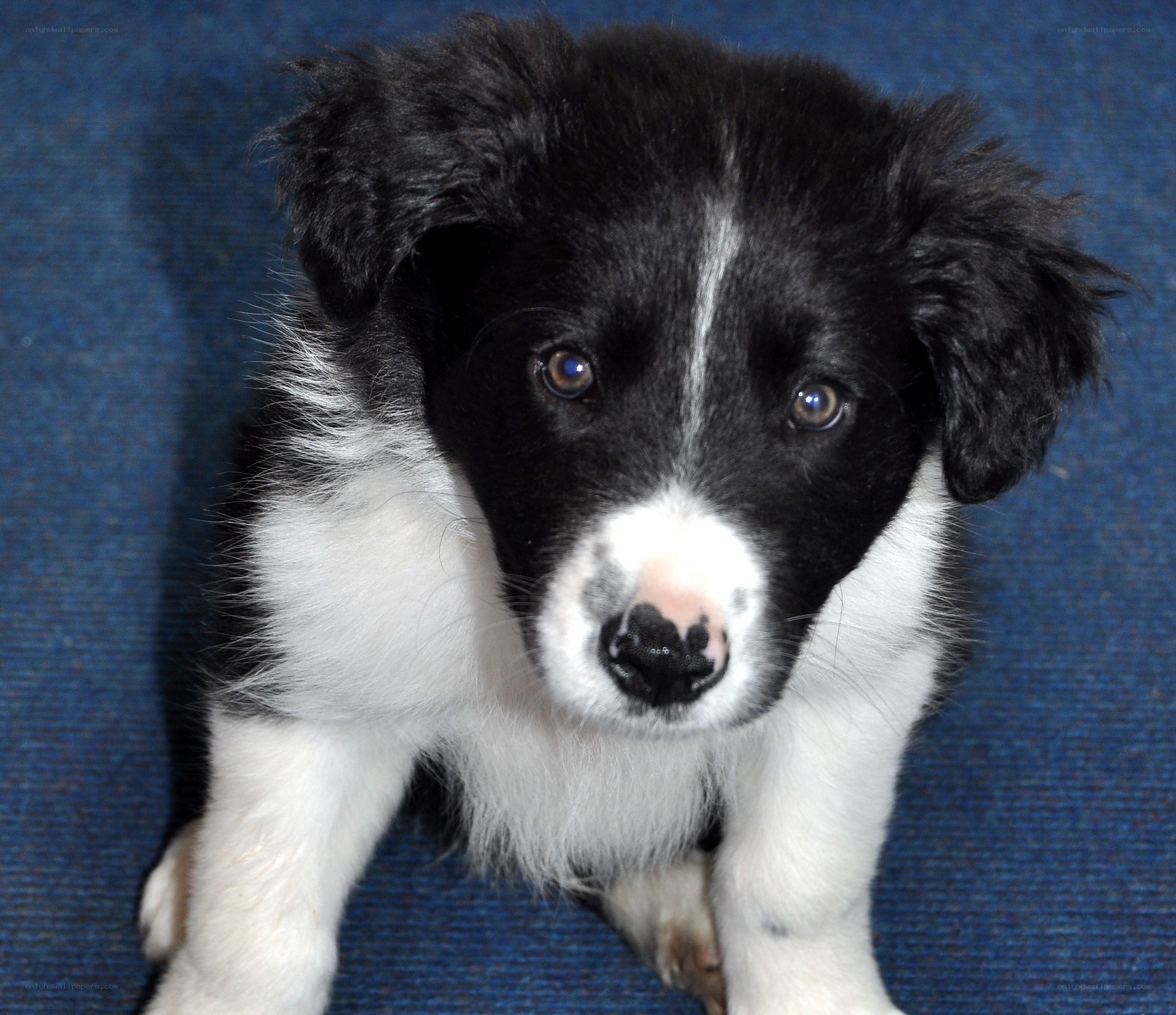 black and white puppy
