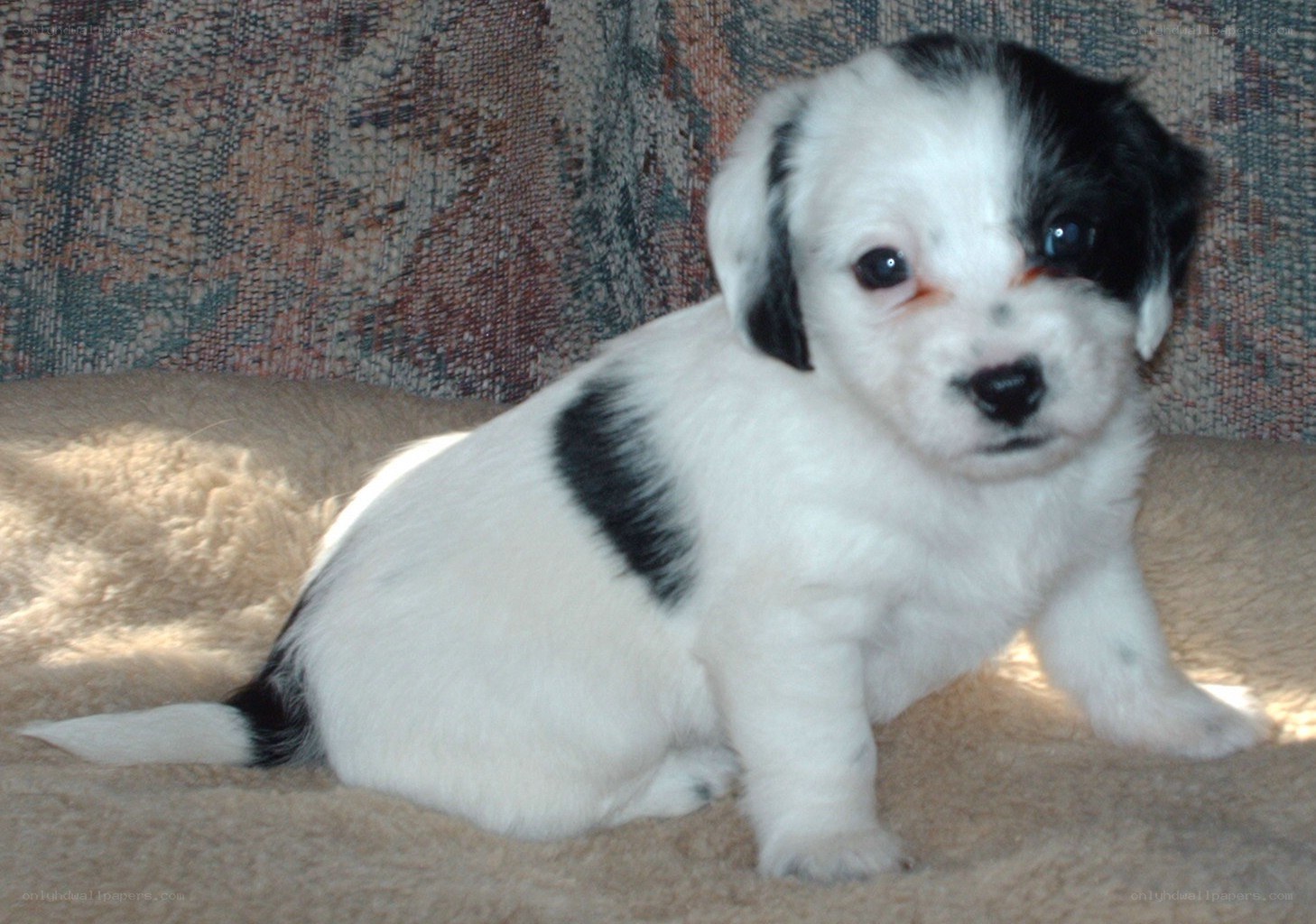 black and white puppy