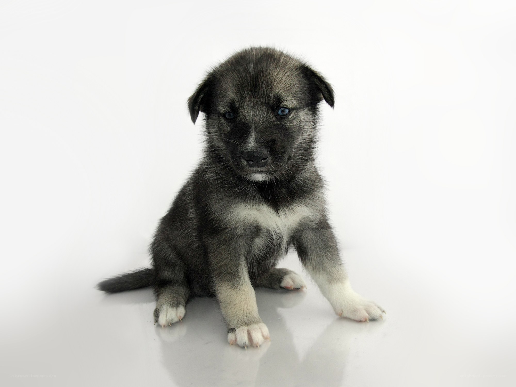 black and white puppy