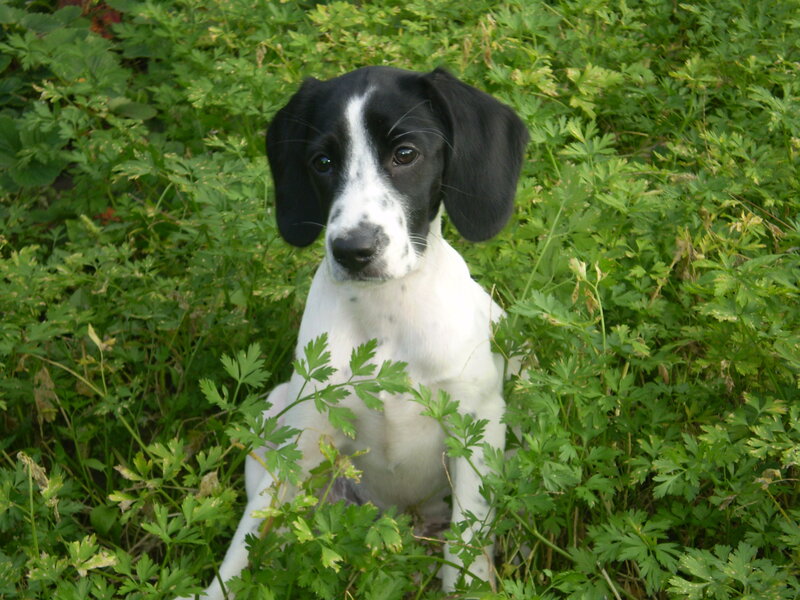 Black and White Puppy — Afternoon