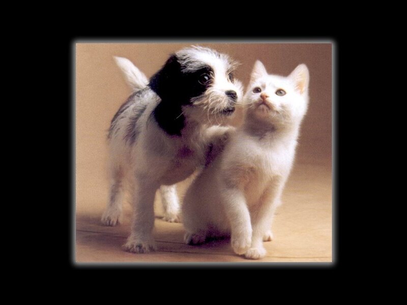 Black-and-white Puppy and White Kitten