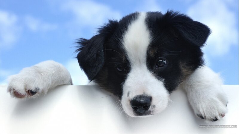 Black and White Puppy — Blue, Calm, Afternoon, Photograph