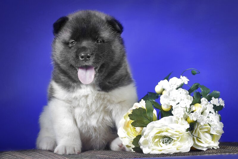 Black and White Puppy — Blue, Calm, Photograph, Flowers