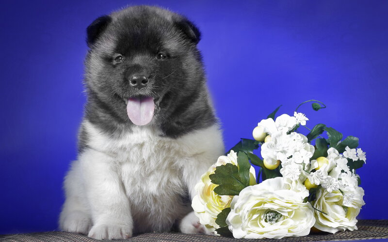 Black and White Puppy — Blue, Calm, Photograph