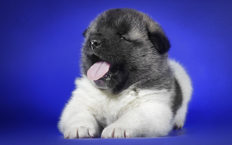 Black and White Puppy — Blue, Calm, Photograph, Tongue