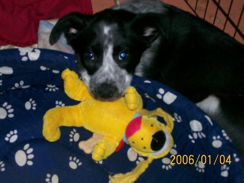 Black and White Puppy — Blue, Calm