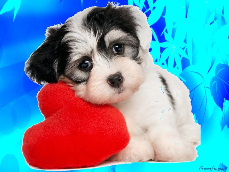 Black and White Puppy — Blue, Cute