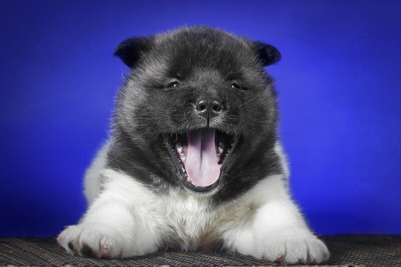 Black and White Puppy — Blue, Playful