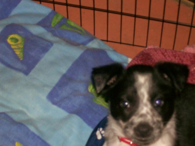 Black and White Puppy — Blue