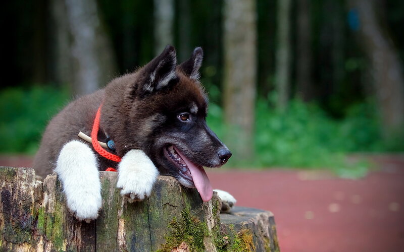 Black and White Puppy — Brown, Calm, Afternoon