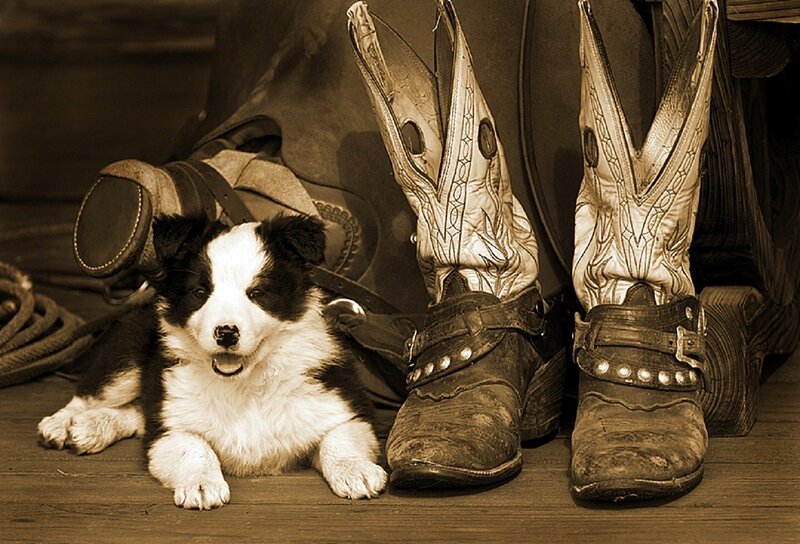 Black and White Puppy — Brown, Calm, Photograph, Cowboy Boots