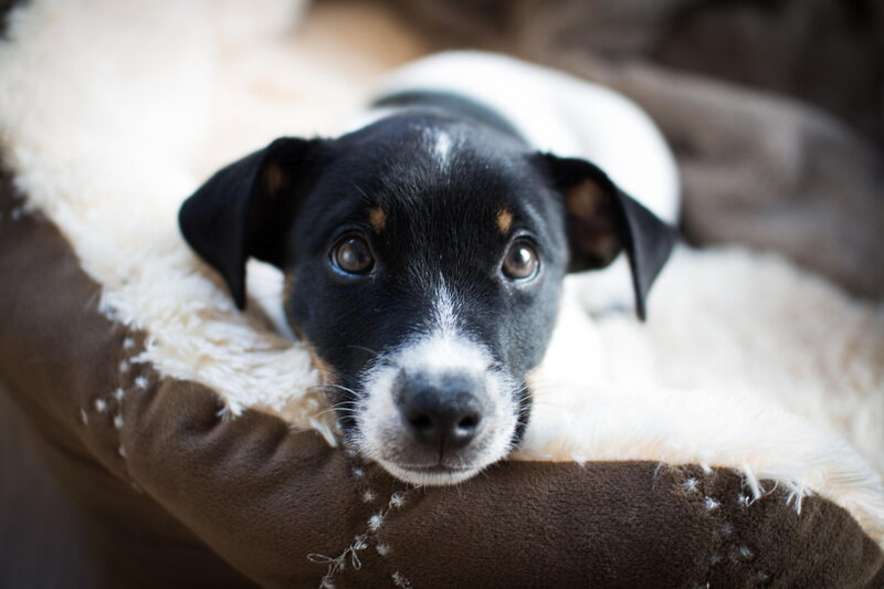 Black and White Puppy — Brown, Calm, Photograph, Dog Bed