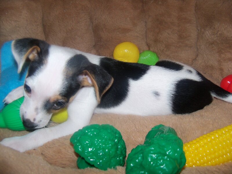 Black and White Puppy — Brown, Calm, Photograph