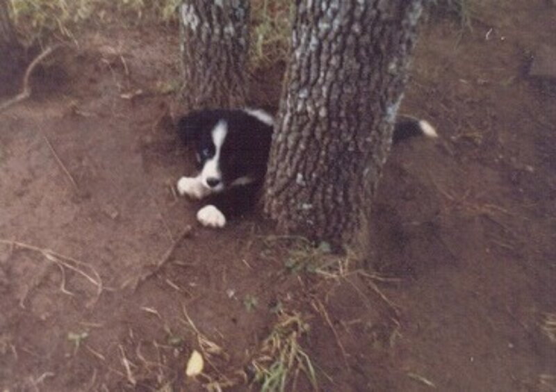 Black and White Puppy — Brown, Calm, Photograph, Tree