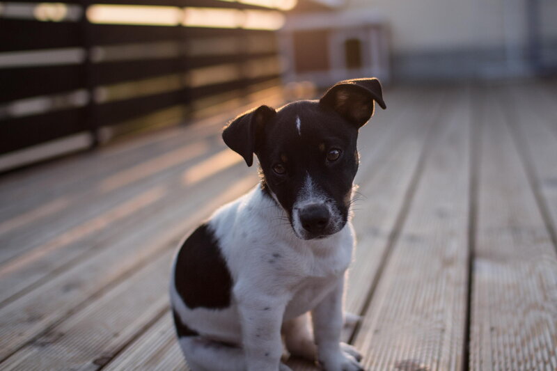 Black and White Puppy — Brown, Calm, Sunset
