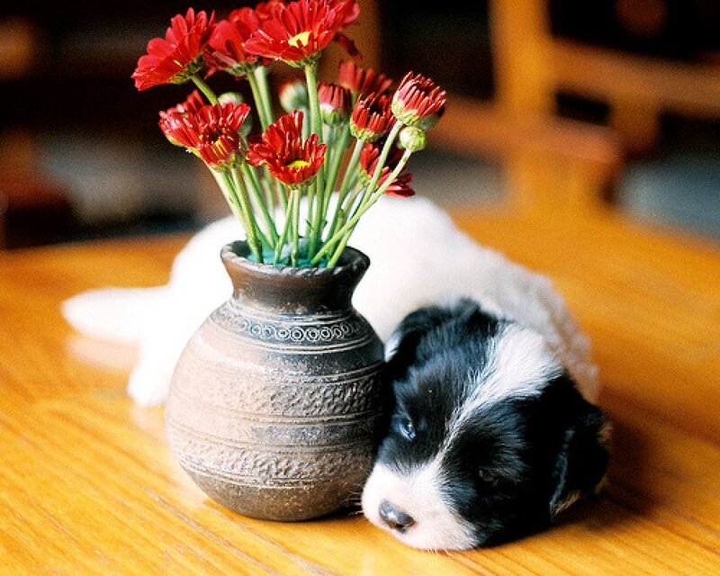 Black and White Puppy — Brown, Calm