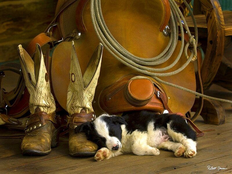 Black and White Puppy — Brown, Serene