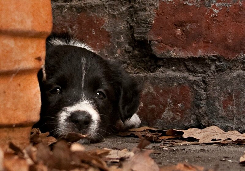 Black and White Puppy — Brown, Somber