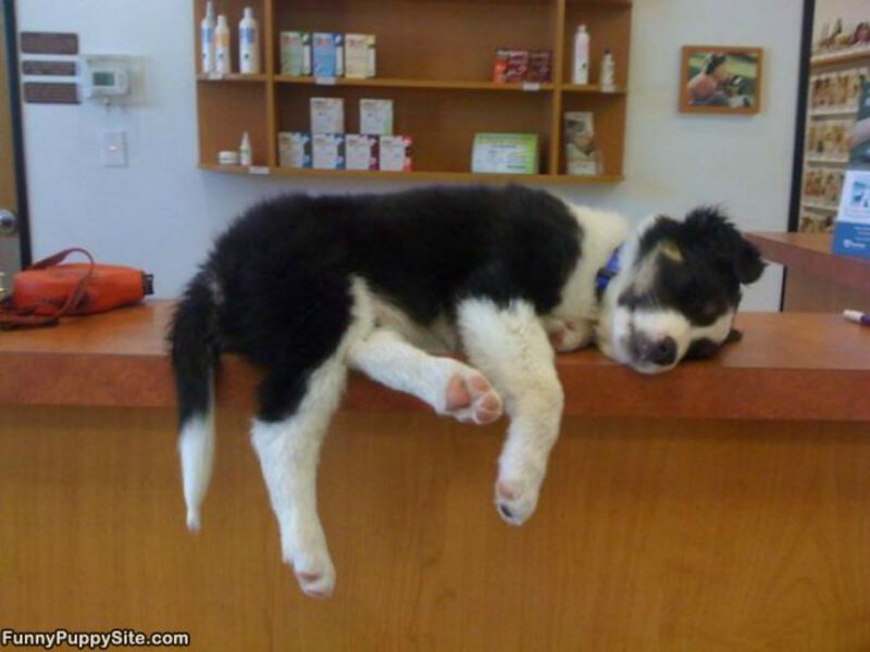 Black and White Puppy — Brown