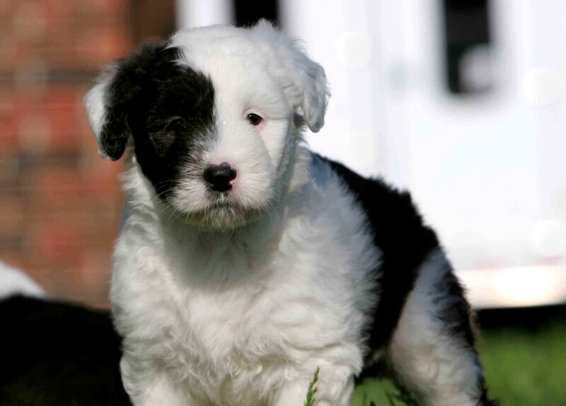 Black and White Puppy — Calm, Afternoon, Photograph, Grass, Brick Wall