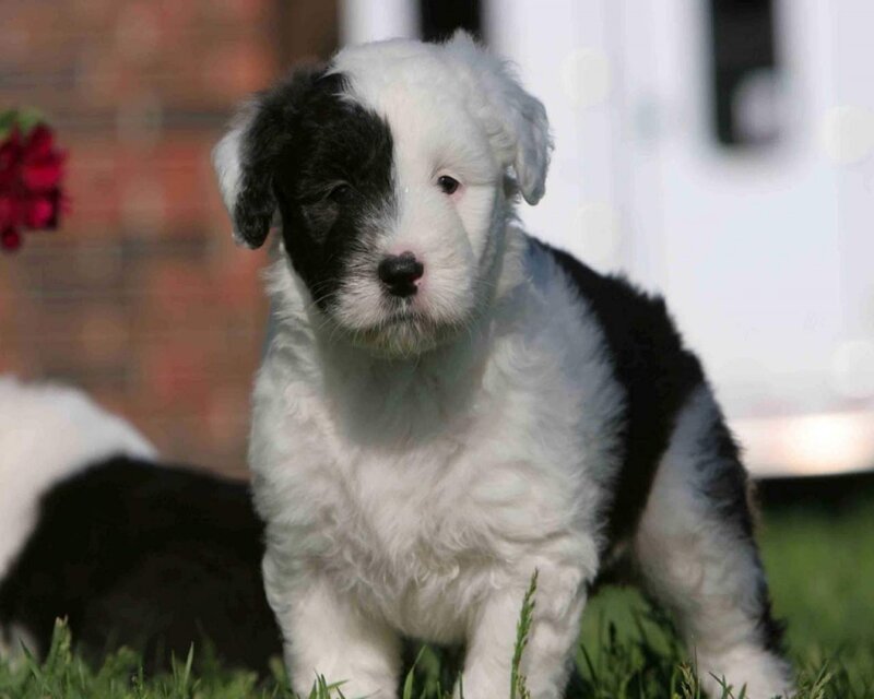 Black and White Puppy — Calm, Afternoon, Photograph, Grass