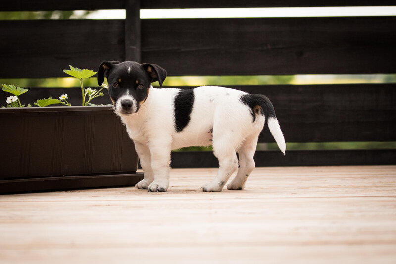 Black and White Puppy — Calm, Afternoon, Photograph, Planter