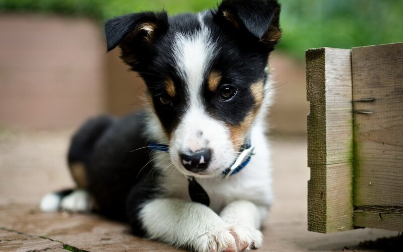 Black and White Puppy — Calm, Afternoon, Photograph, Wooden Structure