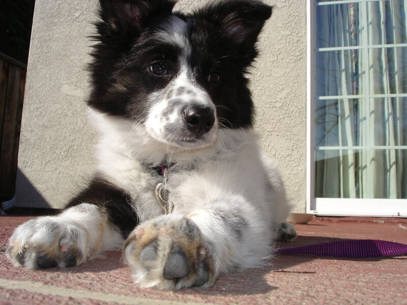 Black and White Puppy — Calm, Afternoon