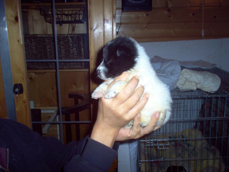 Black and White Puppy — Calm, Night