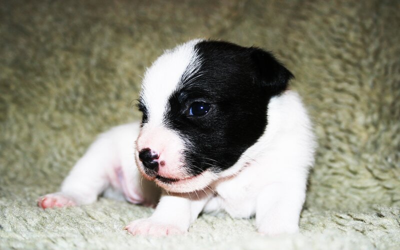 Black and White Puppy — Calm, Photograph, Blanket, Green