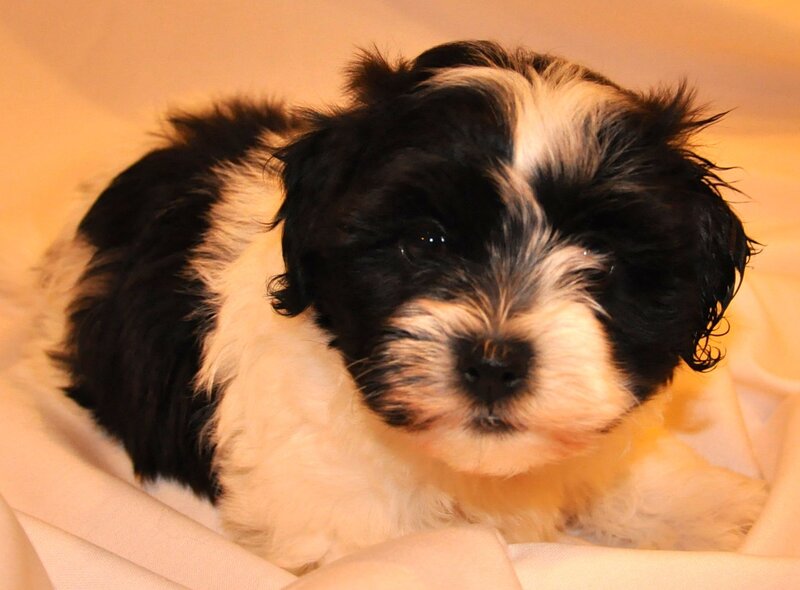 Black and White Puppy — Calm, Photograph, Blanket
