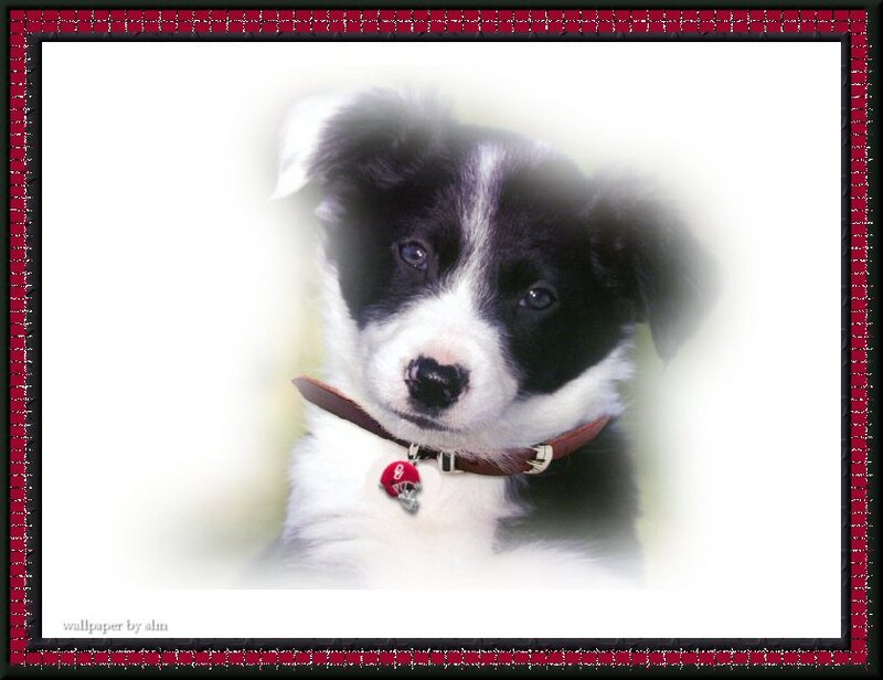 Black and White Puppy — Calm, Photograph, Collar
