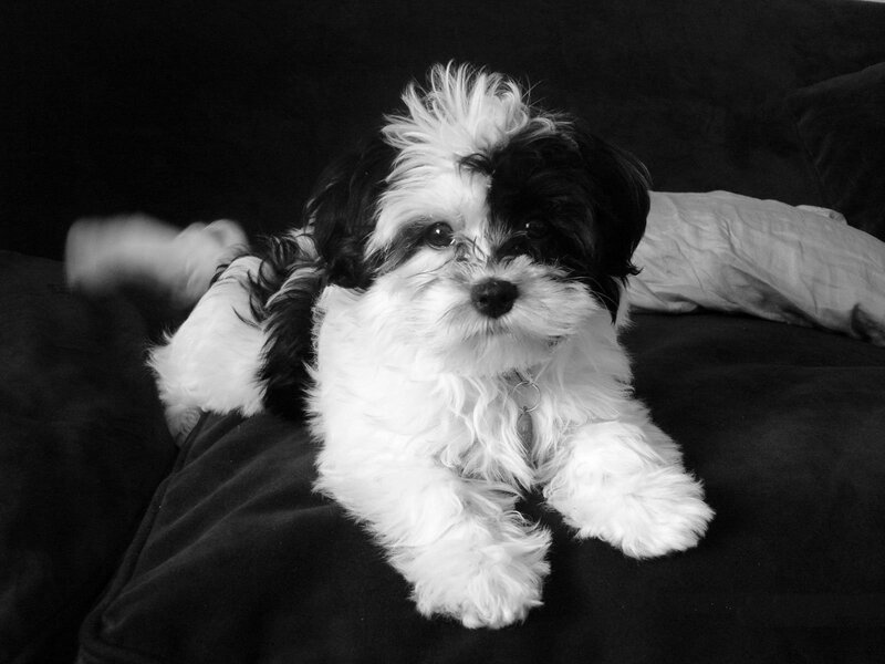 Black and White Puppy — Calm, Photograph, Couch