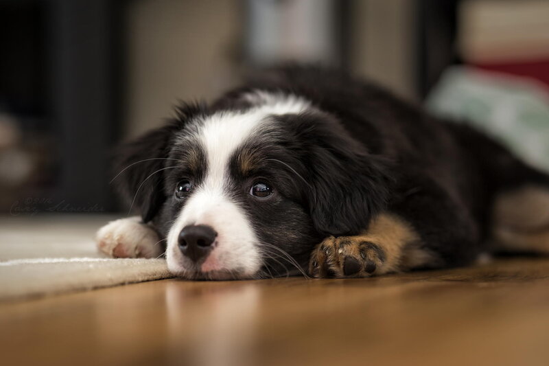 Black and White Puppy — Calm, Photograph, Floor