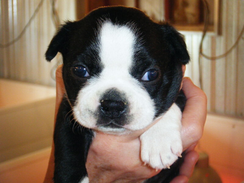 Black and White Puppy — Calm, Photograph, Hand