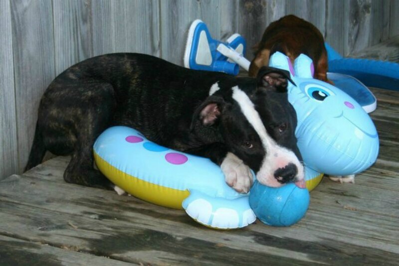 Black and White Puppy — Calm, Photograph, Inflatable Toy