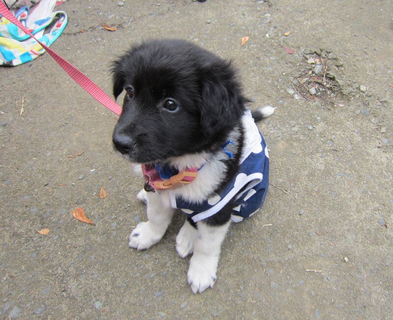 Black and White Puppy — Calm, Photograph, Leash, Clothing