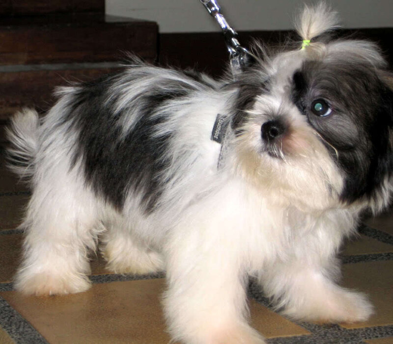 Black and White Puppy — Calm, Photograph, Leash