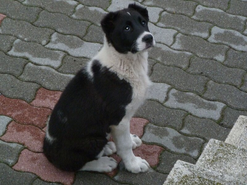 Black and White Puppy — Calm, Photograph, Pavement